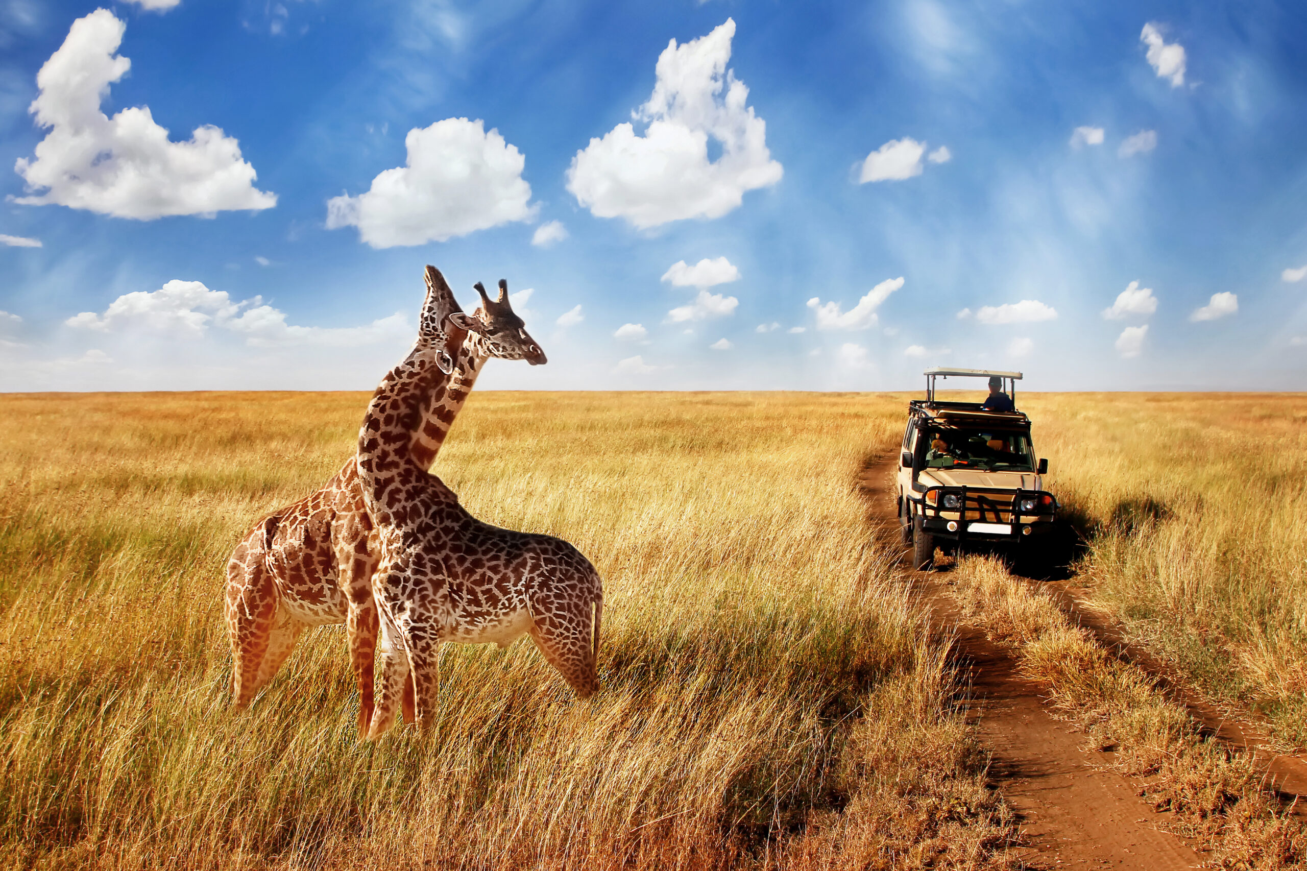Group of wild giraffes in african savannah against blue sky with clouds near the road. Tanzania. National park Serengeti.